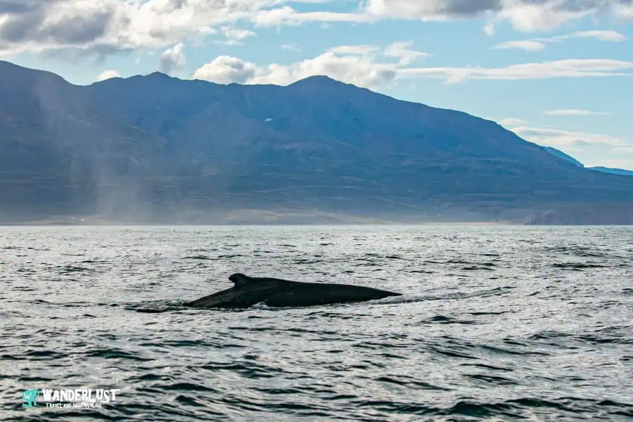 Husavik Whale Watching Northeast Iceland Travel Guide - Husavik Whale Watching