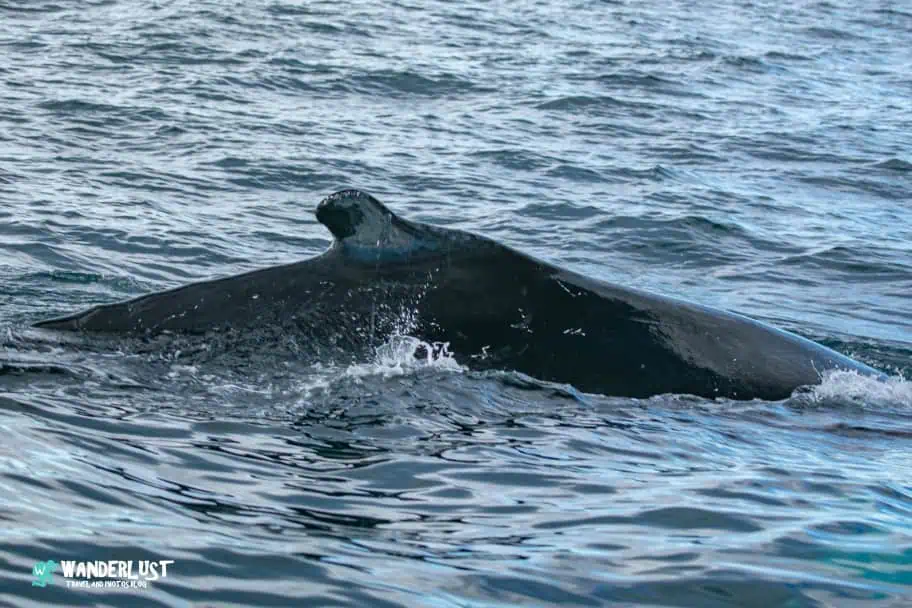 Husavik Whale Watching Northeast Iceland Travel Guide - Husavik Whale Watching