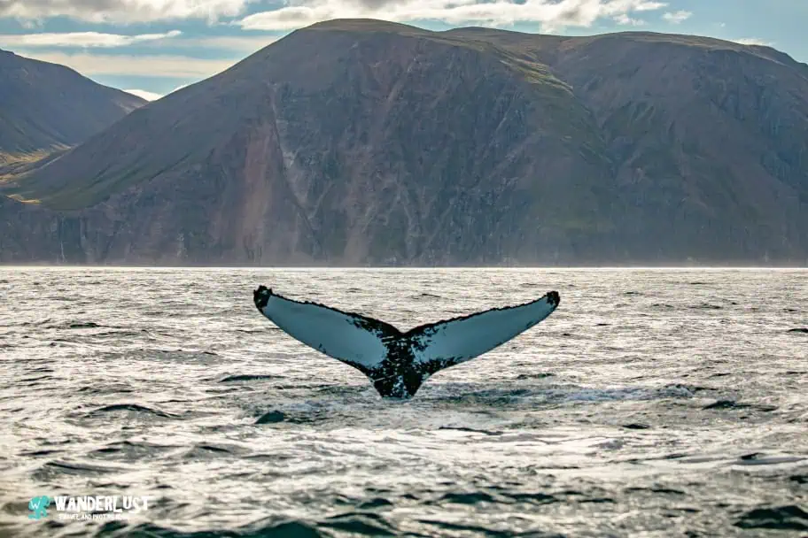 Huisavik Whale Watching Huisavik Whale Watching