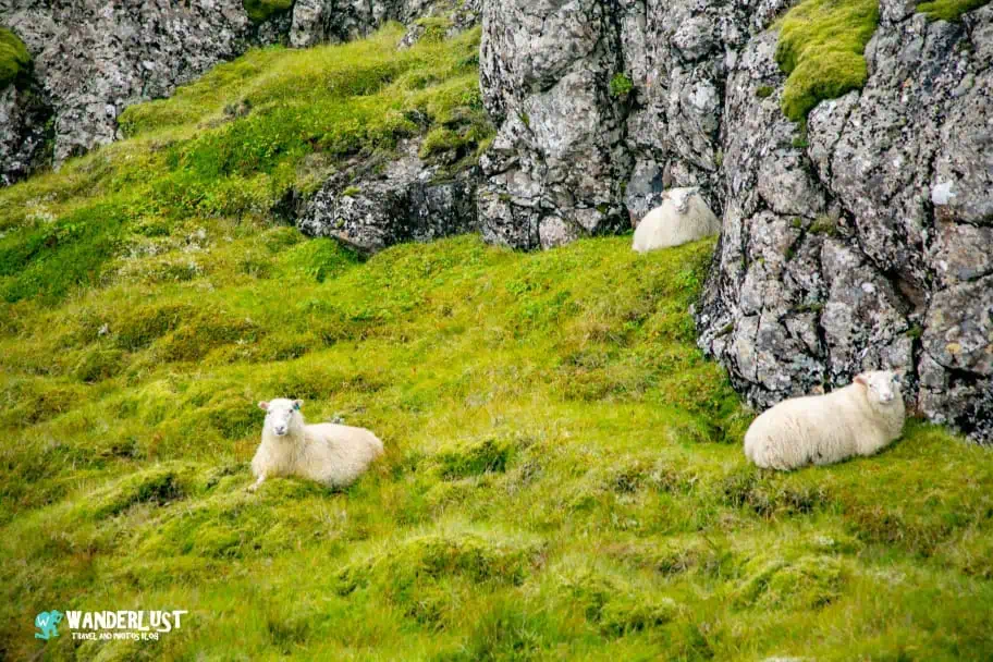 Sheep in Northeast Iceland Northeast Iceland Travel Guide - Sheep in Northeast Iceland