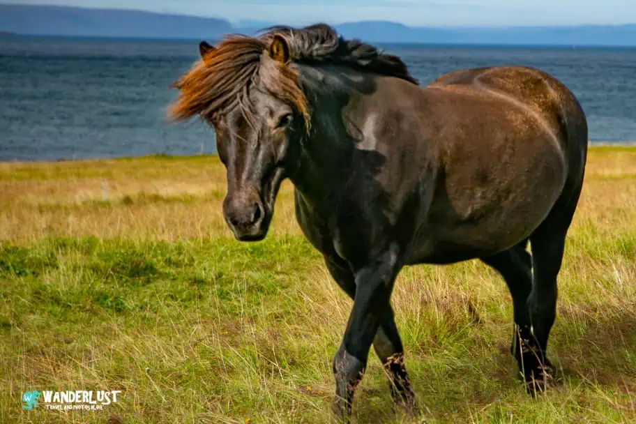 Northwest Iceland Guide - Icelandic Horse