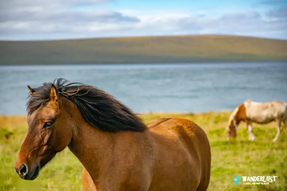 Horseback Riding in Northwest Iceland