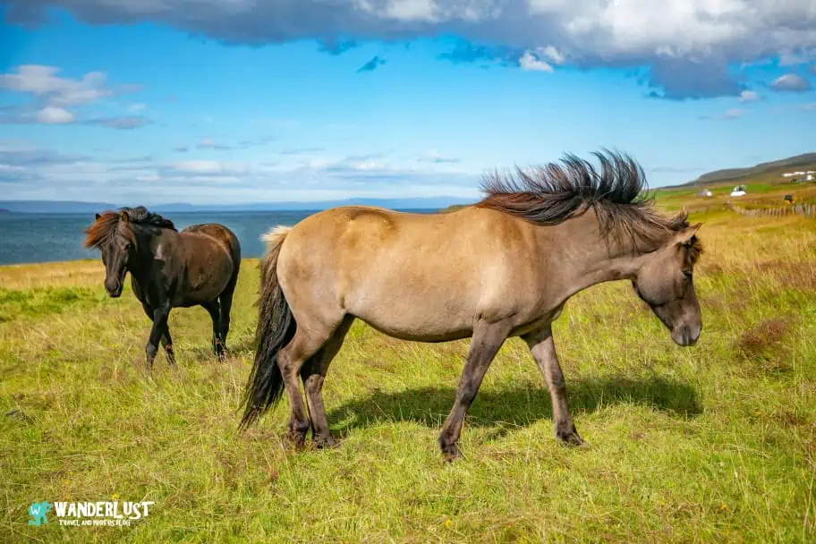 Northwest Iceland Guide - Icelandic Horses