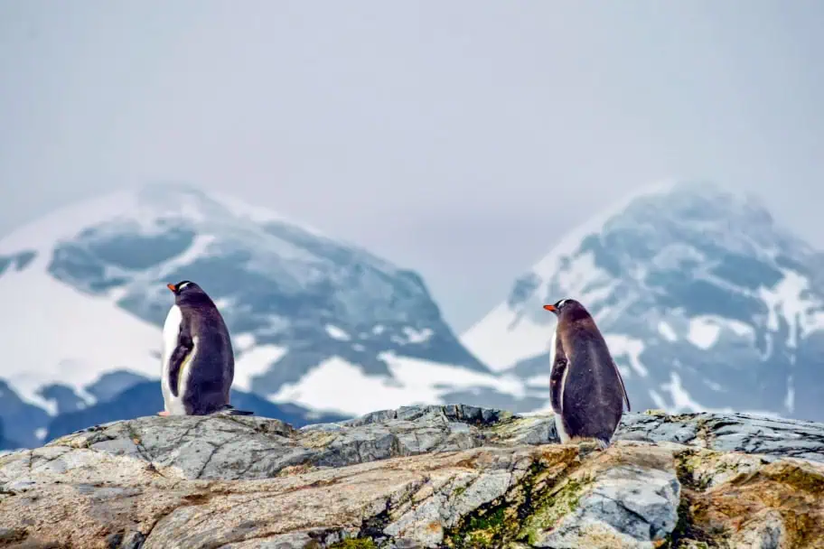 Antarctica Penguins Patagonia Antarctica Trip Planning - Antarctica Penguins