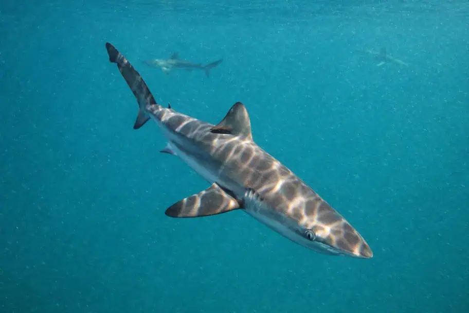 Bronze Whaler Shark