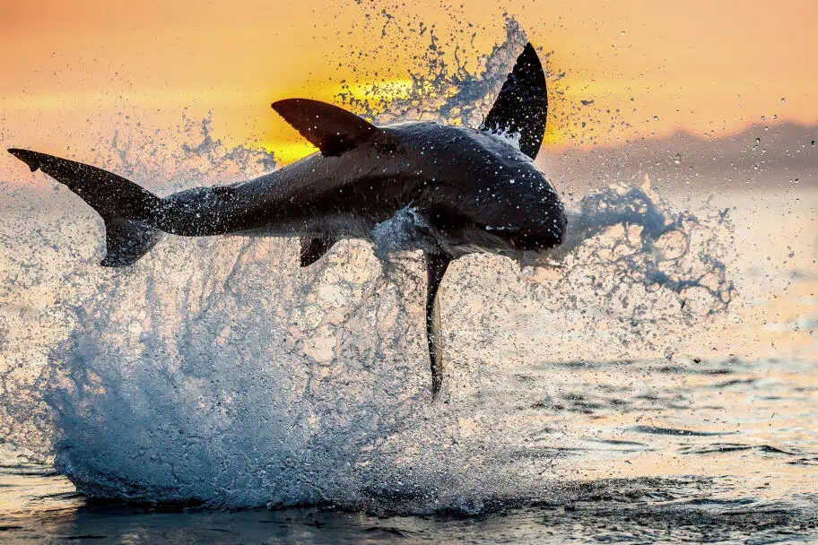 Great White Shark - False Bay