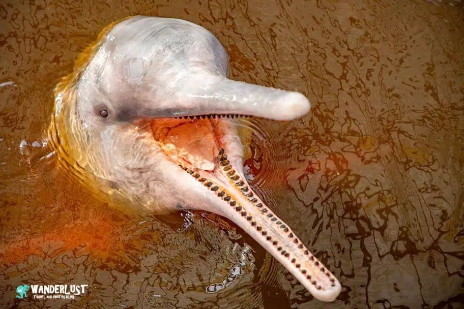 Brazilian Amazon - Manaus, Brazil