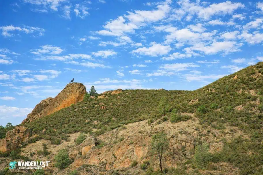 Pinnacles National Park Guide