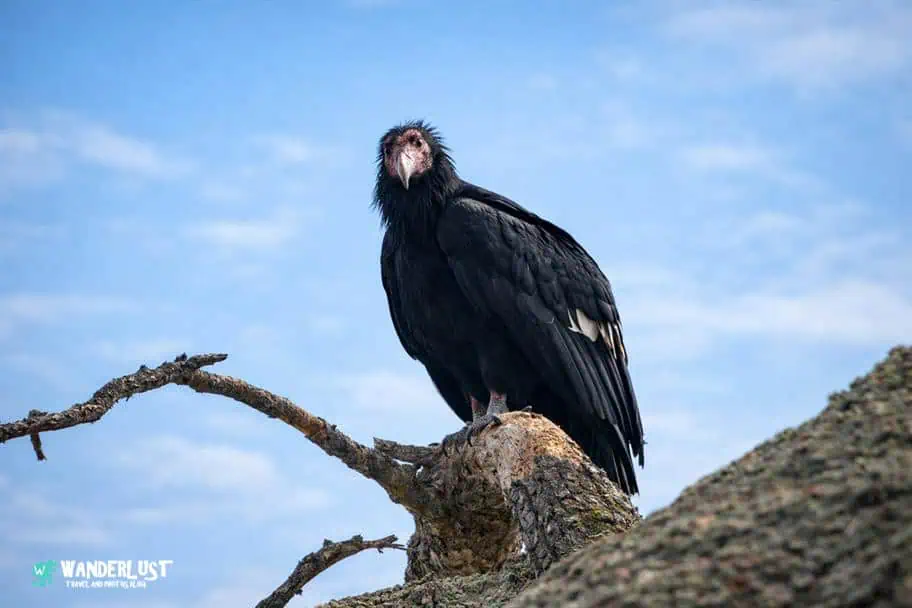 Pinnacles National Park Guide - California Condors