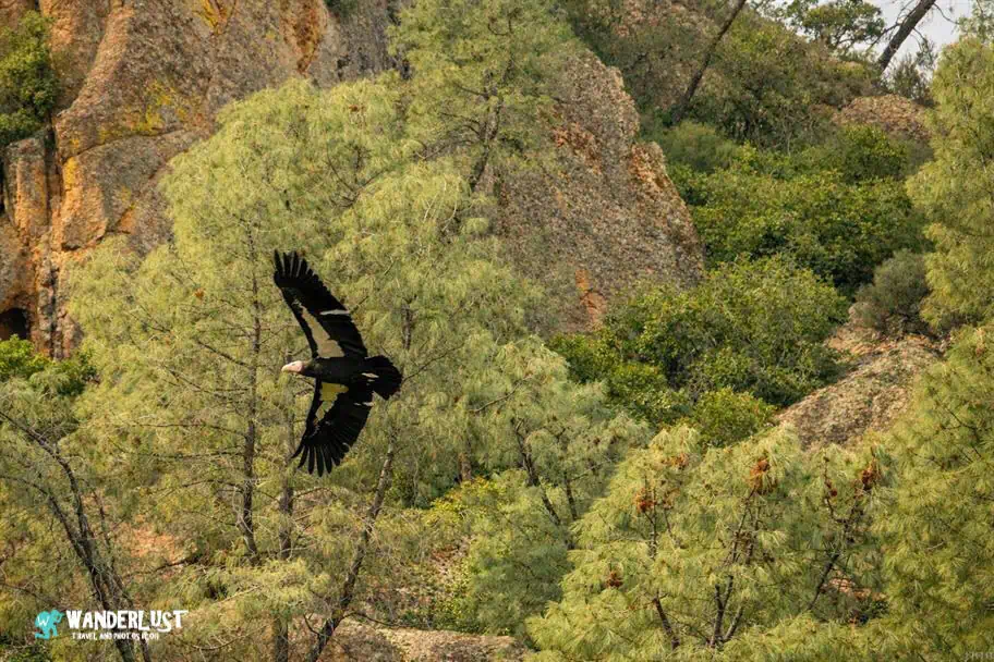 Pinnacles National Park Guide