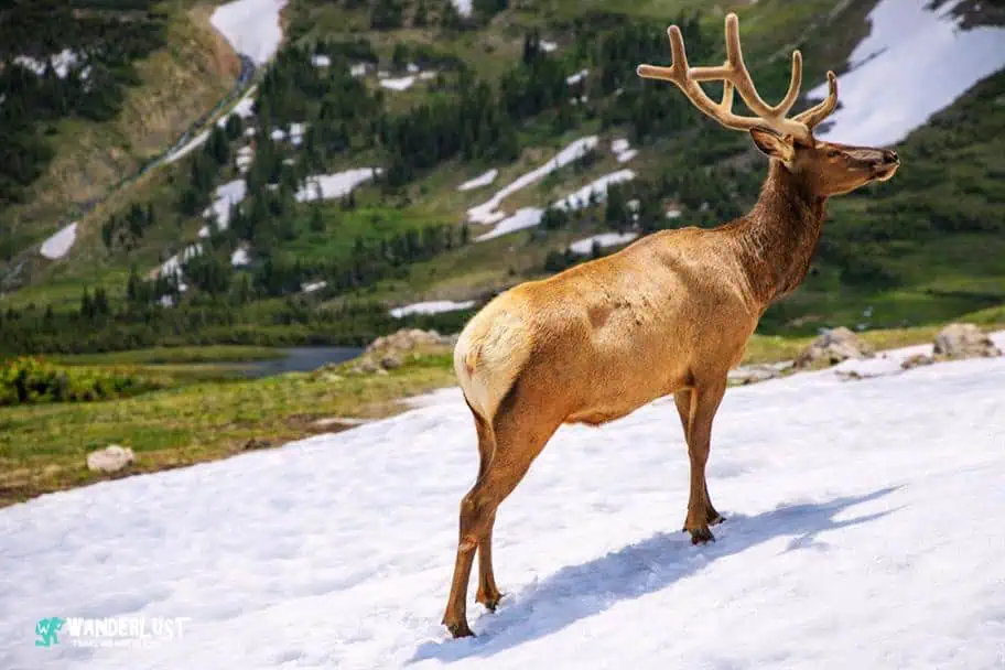 Rocky Mountain National Park Guide: Explore the Beautiful Rockies