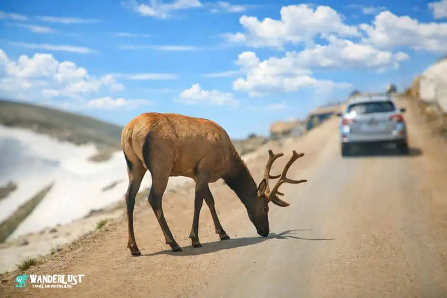 Rocky Mountain National Park Elk