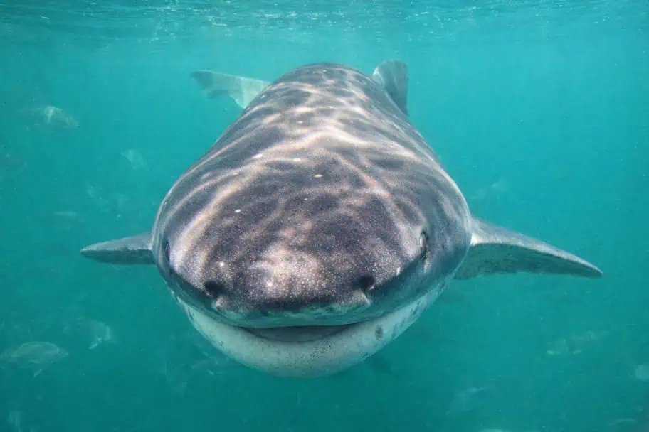shark cage diving Cape Town - Sevengill Cowshark
