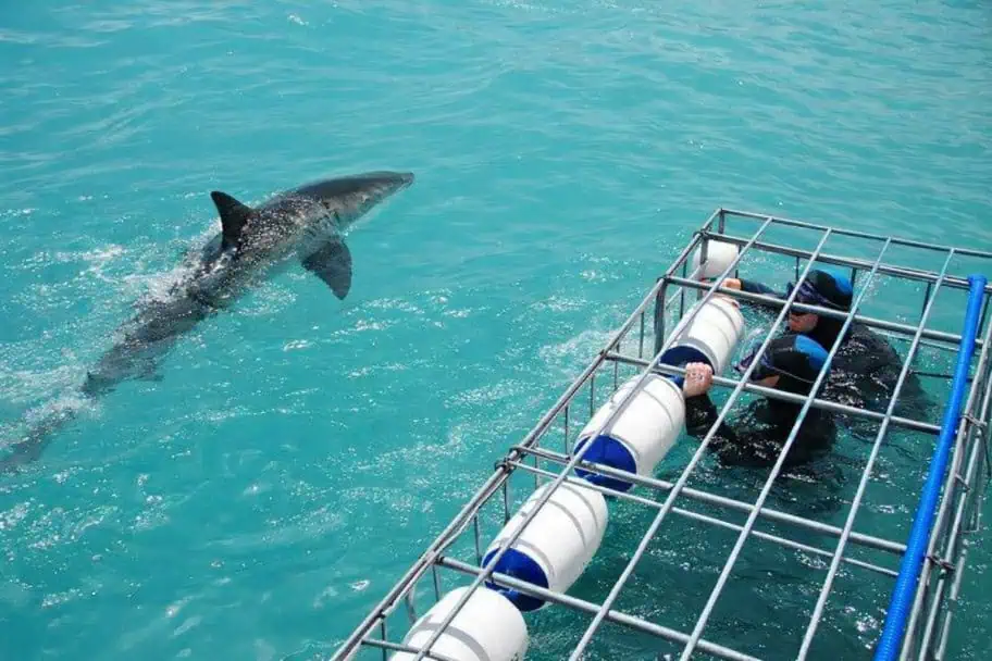shark cage diving Cape Town
