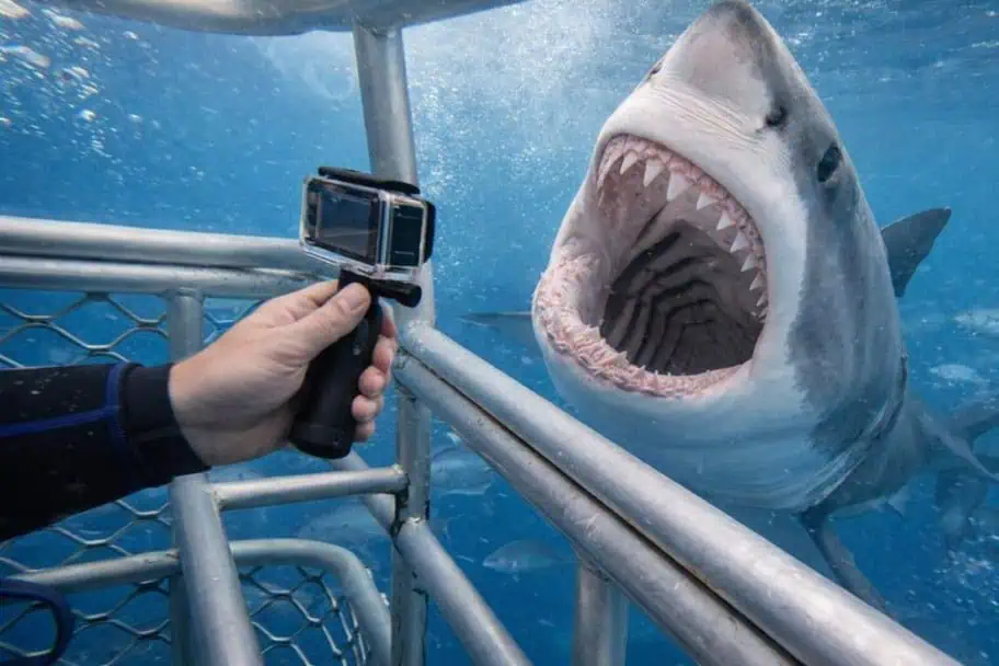shark cage diving Cape Town