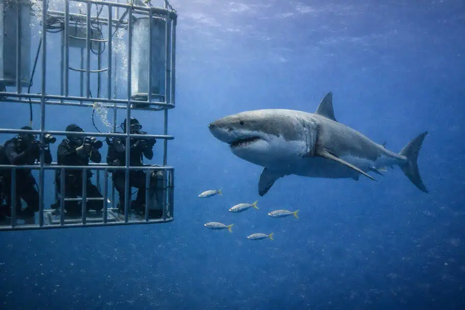 shark cage diving Cape Town