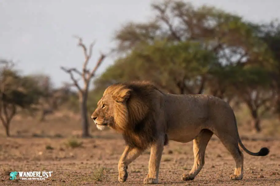 Hwange National Park Safari