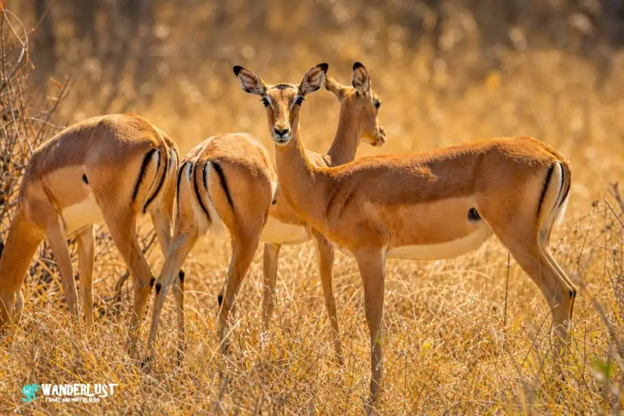 Hwange National Park Safari