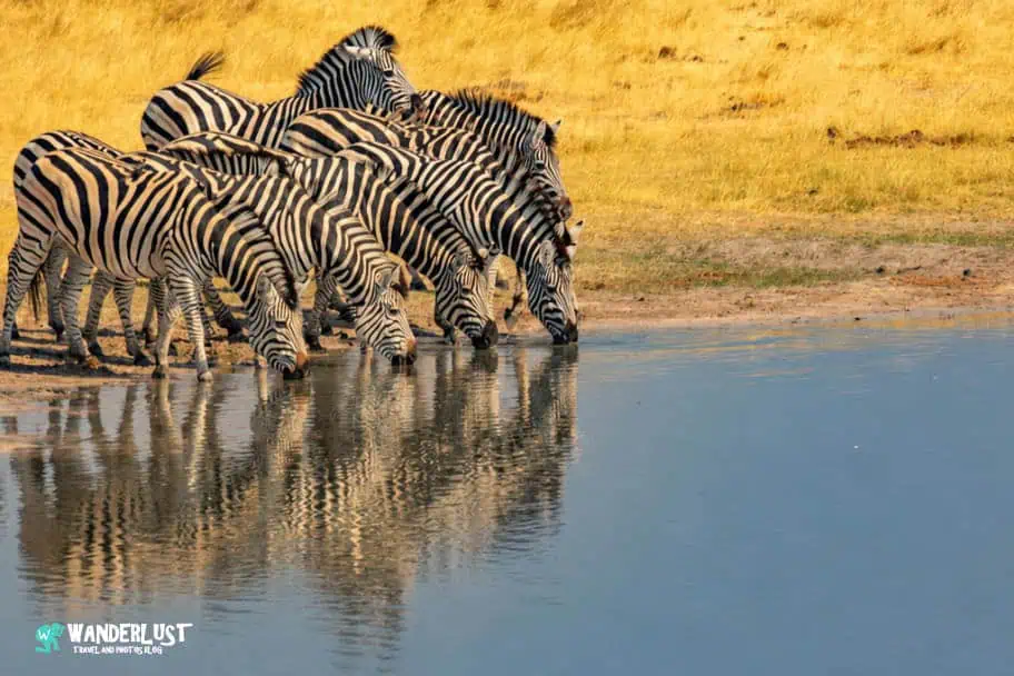 Hwange National Park Safari Zebra