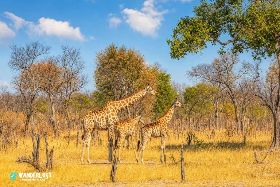 Hwange National Park Safari Giraffe