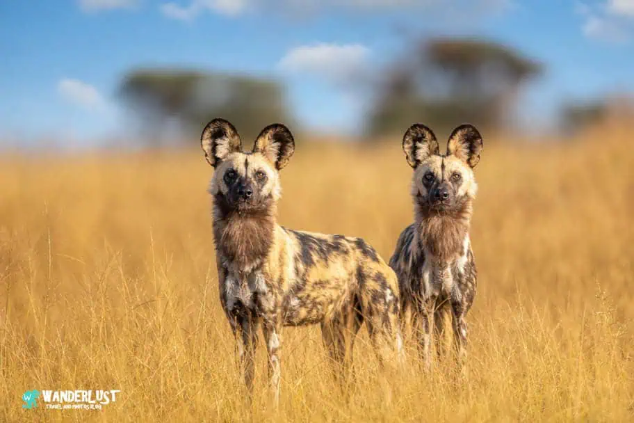 Hwange National Park Safari