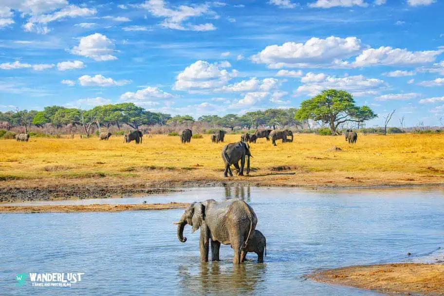 Hwange National Park Safari