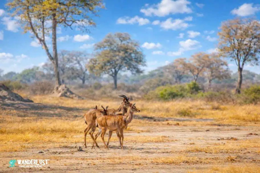 Hwange National Park Safari