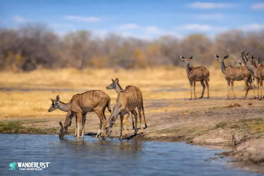 Hwange National Park Safari