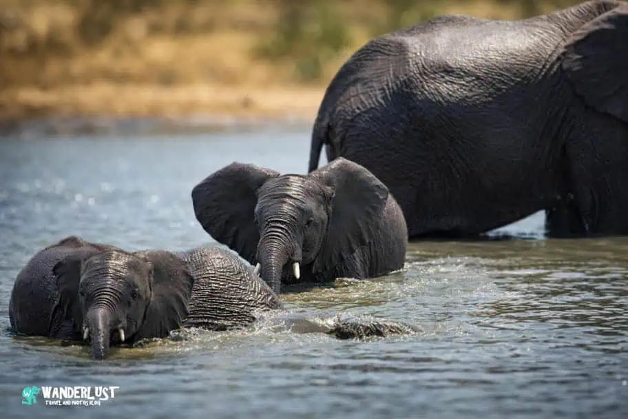 Hwange National Park Safari