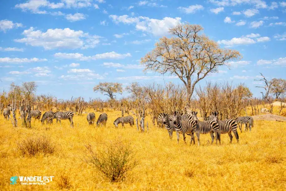 Hwange National Park Safari