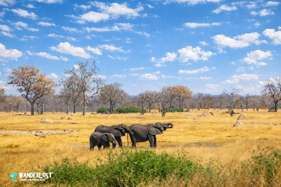 Hwange National Park Safari