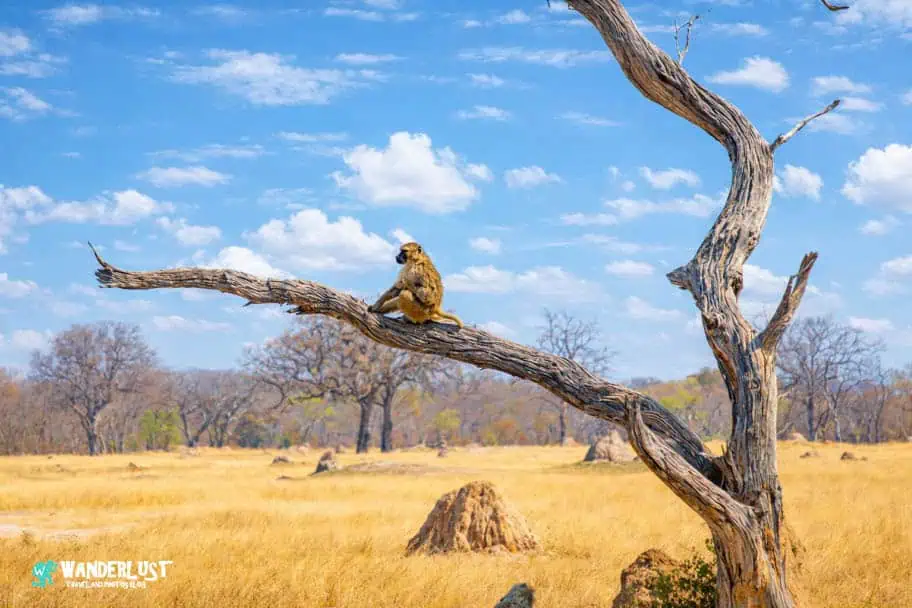 Hwange National Park Safari