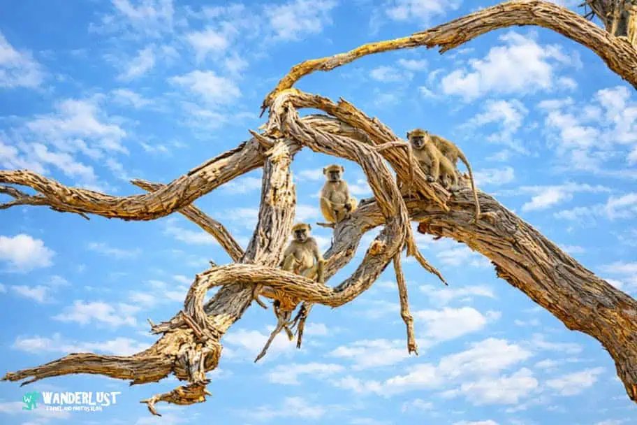 Hwange National Park Safari