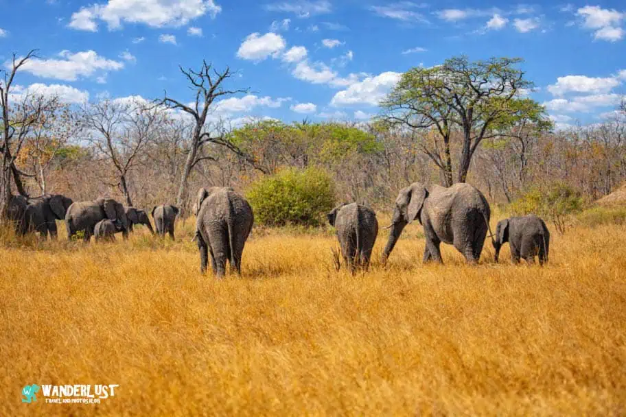 Hwange National Park Safari