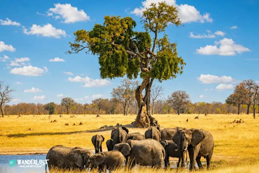 Hwange National Park Safari