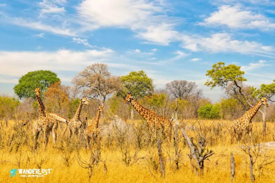 Hwange National Park Safari