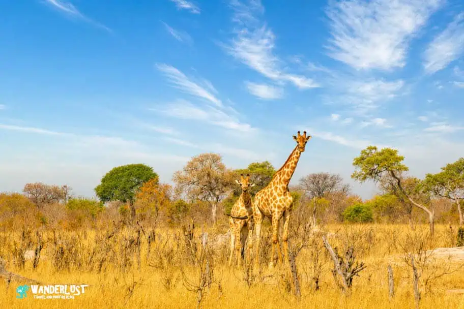 Hwange National Park Safari