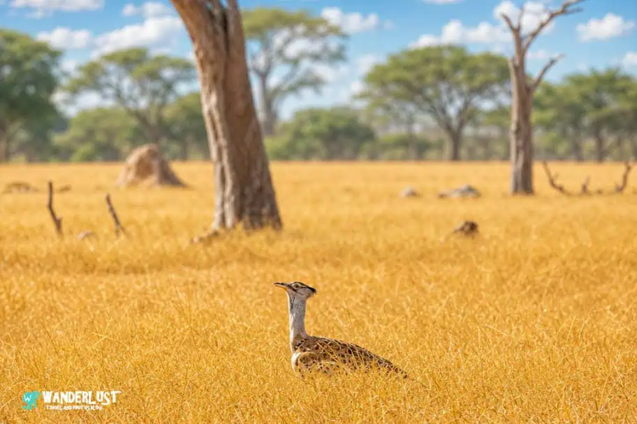 Hwange National Park Safari