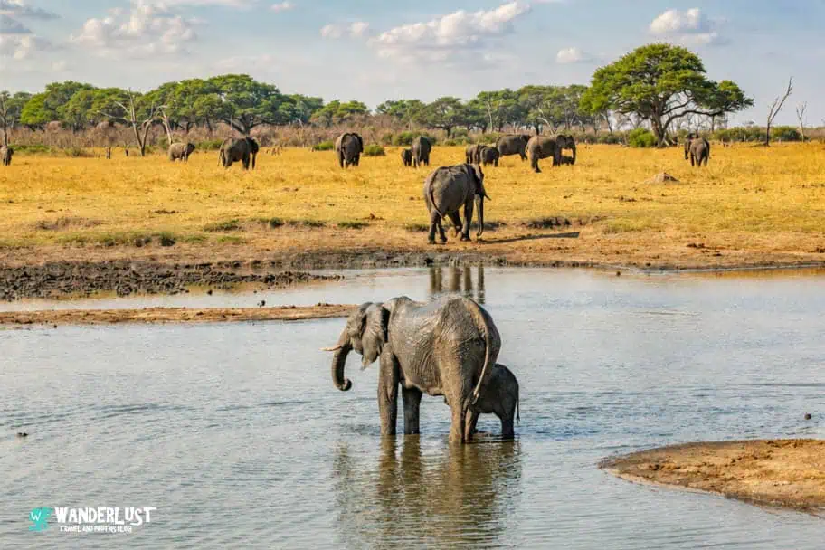 Hwange National Park Safari Elephants