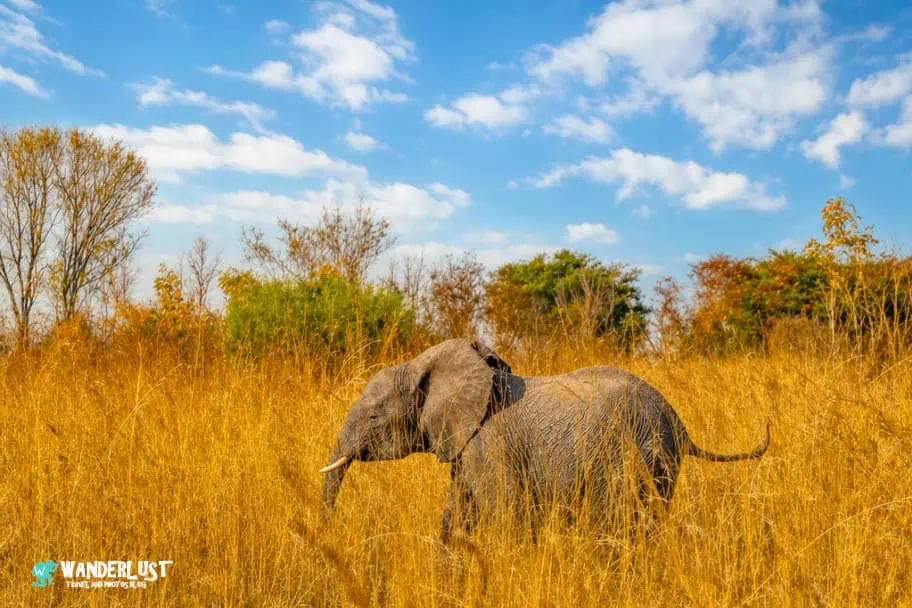 Hwange National Park Safari