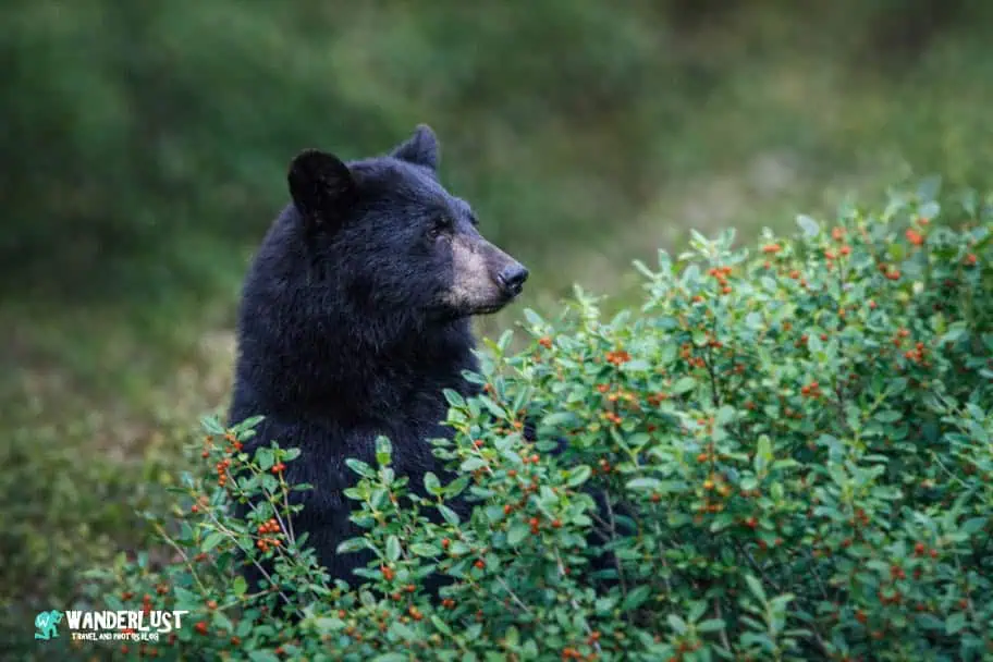 Black Bear in Banff National Park Black Bear in Banff National Park