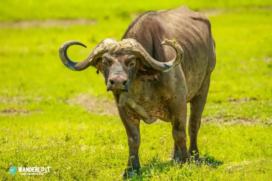 Ngorongoro Crater Safari