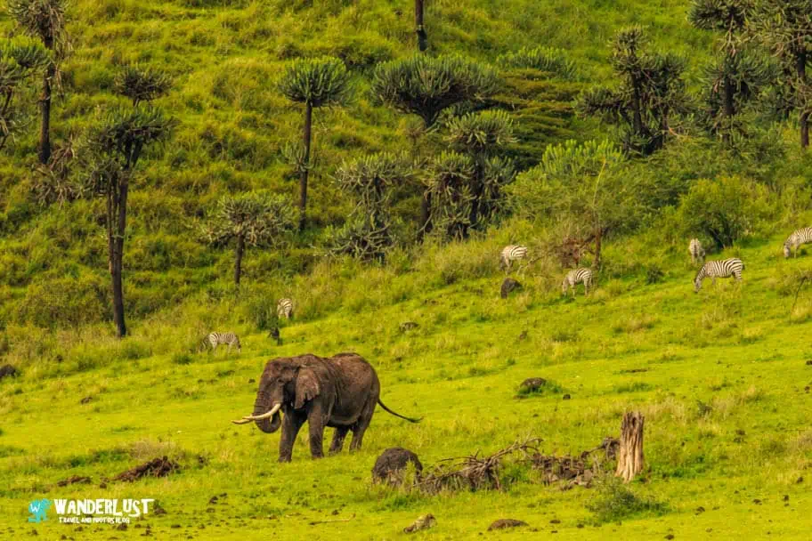 Ngorongoro Crater Safari