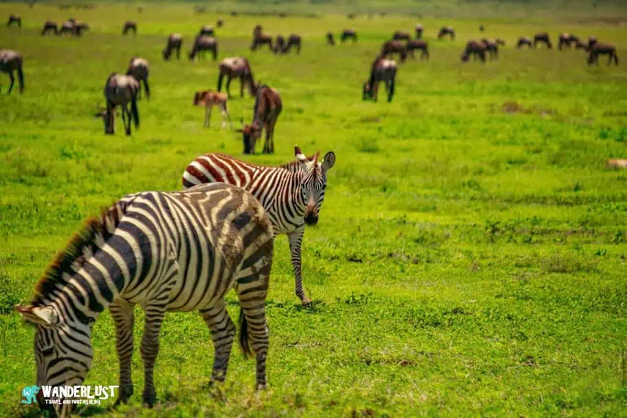 Ngorongoro Crater Safari