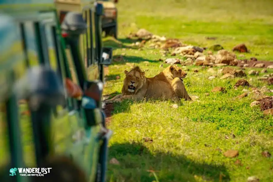 Ngorongoro Crater Safari
