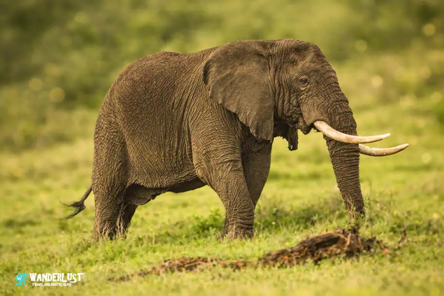 Ngorongoro Crater