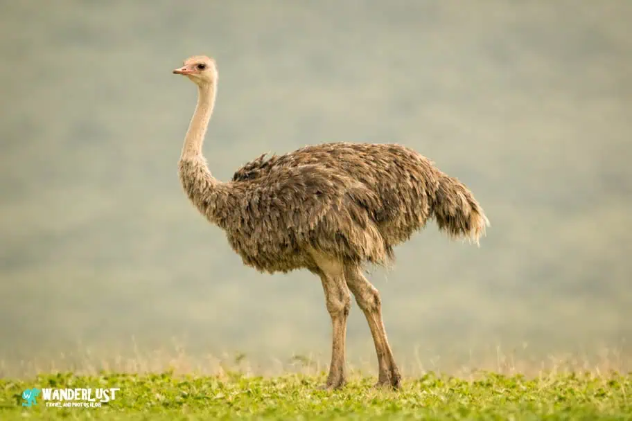 Ngorongoro Crater Safari