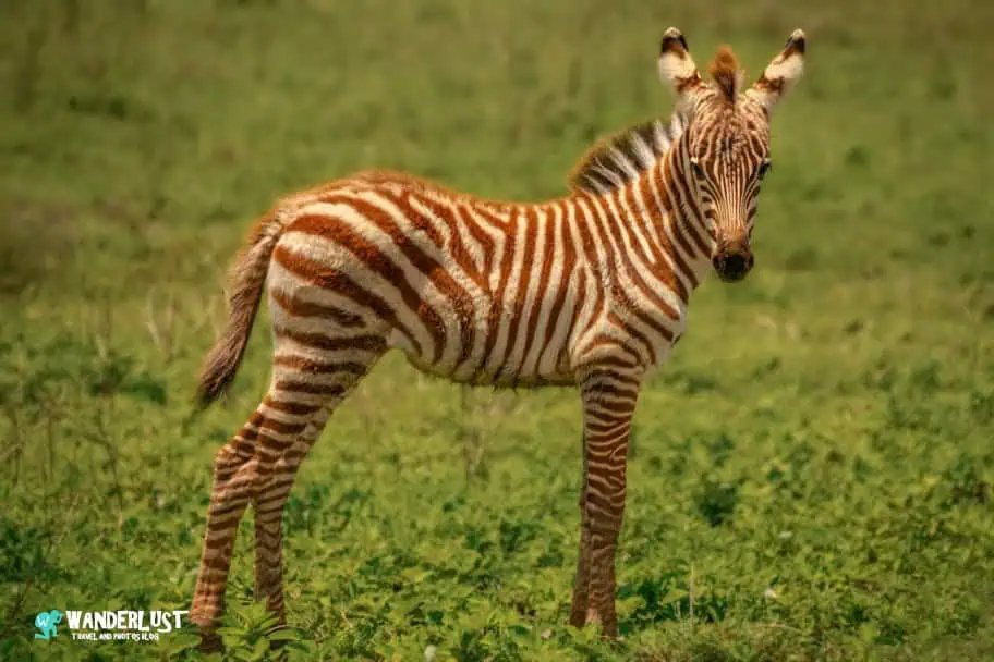 Ngorongoro Crater Safari