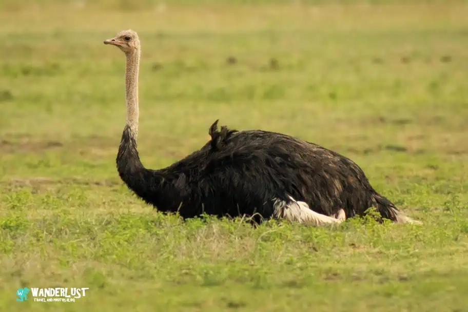Ngorongoro Crater Safari