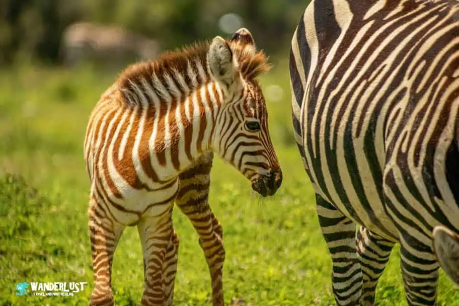 Ngorongoro Crater Safari